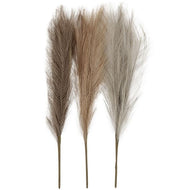 Pampas gras